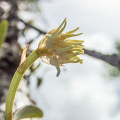 Bulbophyllum odoratissimum