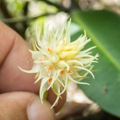 Bulbophyllum odoratissimum