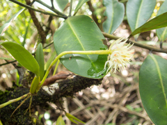 Bulbophyllum odoratissimum