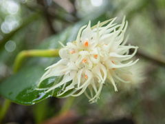Bulbophyllum odoratissimum
