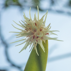 Bulbophyllum odoratissimum