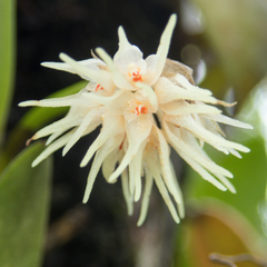 Bulbophyllum odoratissimum