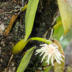 Bulbophyllum odoratissimum