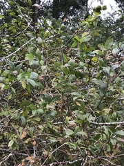 Lonicera involucrata