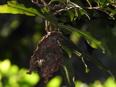 Calligaster himalayensis