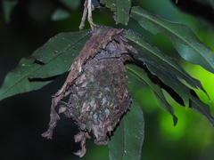 Calligaster himalayensis