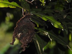 Calligaster himalayensis