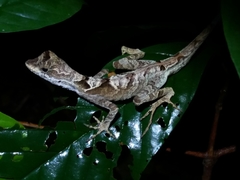 Anolis chrysolepis