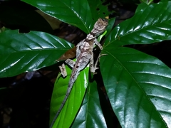 Anolis chrysolepis