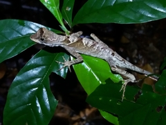 Anolis chrysolepis