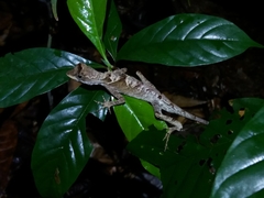 Anolis chrysolepis