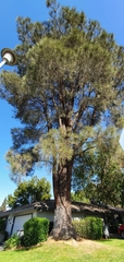 Pinus sabiniana