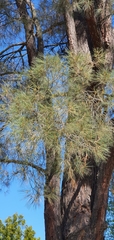 Pinus sabiniana