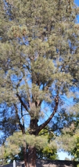 Pinus sabiniana