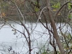 Pelecanus erythrorhynchos