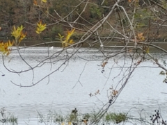 Pelecanus erythrorhynchos