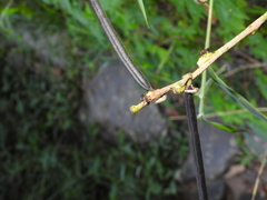 Stictoponera bicolor