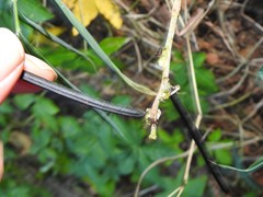 Stictoponera bicolor