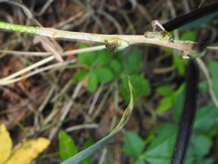 Stictoponera bicolor