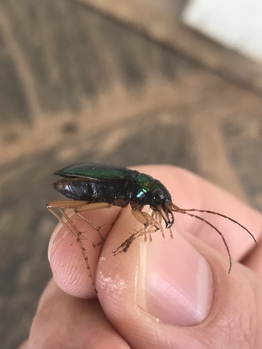 Virginia Big-headed Tiger Beetle