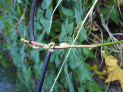Stictoponera bicolor