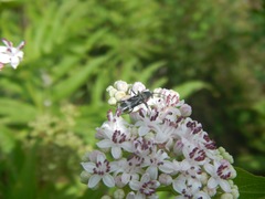 Chlorophorus figuratus