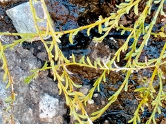 Samolus repens strictus