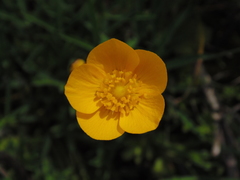 Ranunculus paludosus