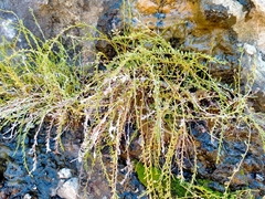 Samolus repens strictus