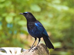 Myophonus horsfieldii