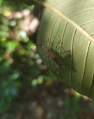 Leptocorisa