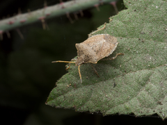 Euschistus conspersus