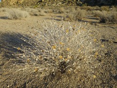 Brickellia incana