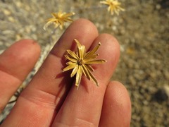 Brickellia incana