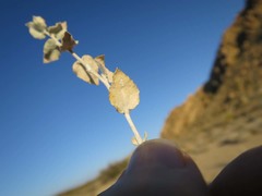 Brickellia incana