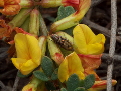 Lithariapteryx elegans