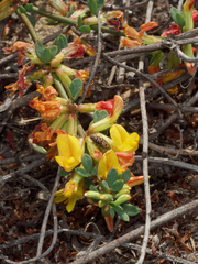 Lithariapteryx elegans