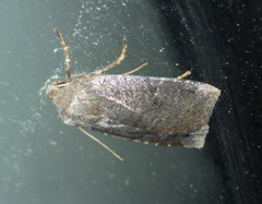 Conistra ligula