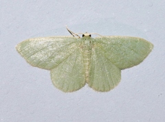 Xerochlora martinaria