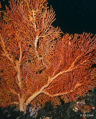 Melithaea