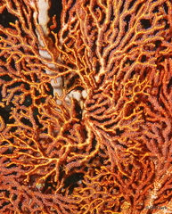 Melithaea