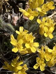 Draba streptocarpa