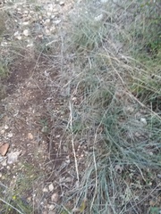 Sporobolus compositus