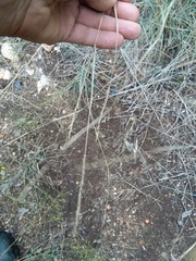 Sporobolus compositus