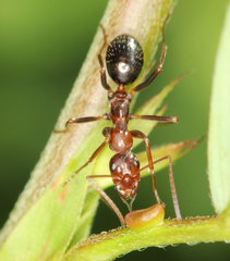 Formica pallidefulva