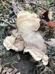 Sarcodon stereosarcinon