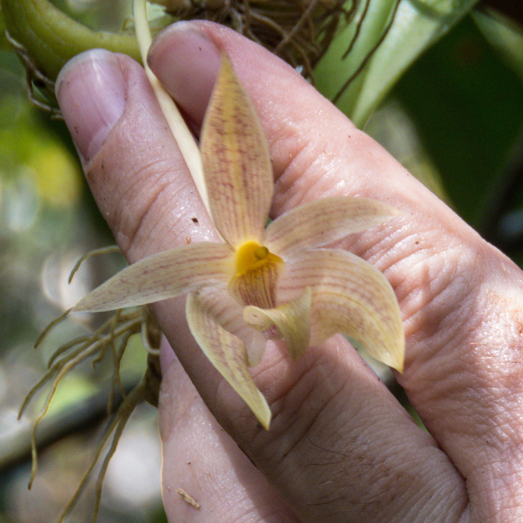 Bulbophyllum orectopetalum