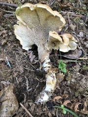 Sarcodon stereosarcinon