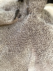 Sarcodon stereosarcinon