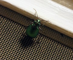 Calosoma schayeri
